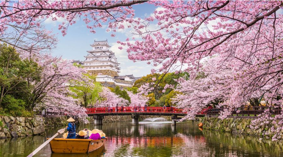 Spring A Dream Painted in Pink